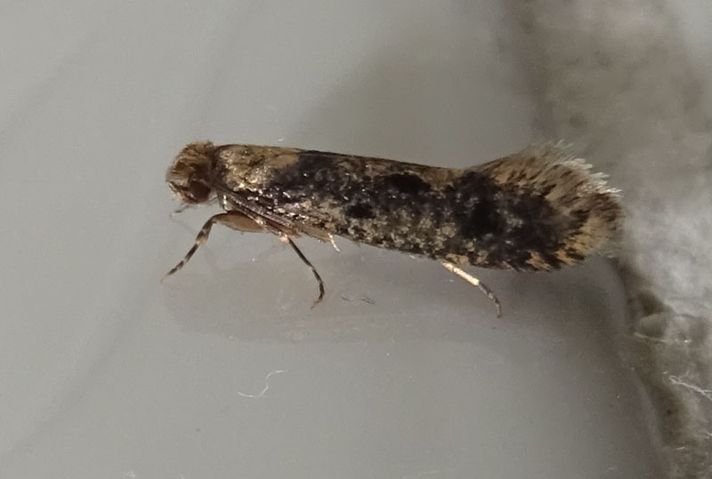 Tineidae........da determinare